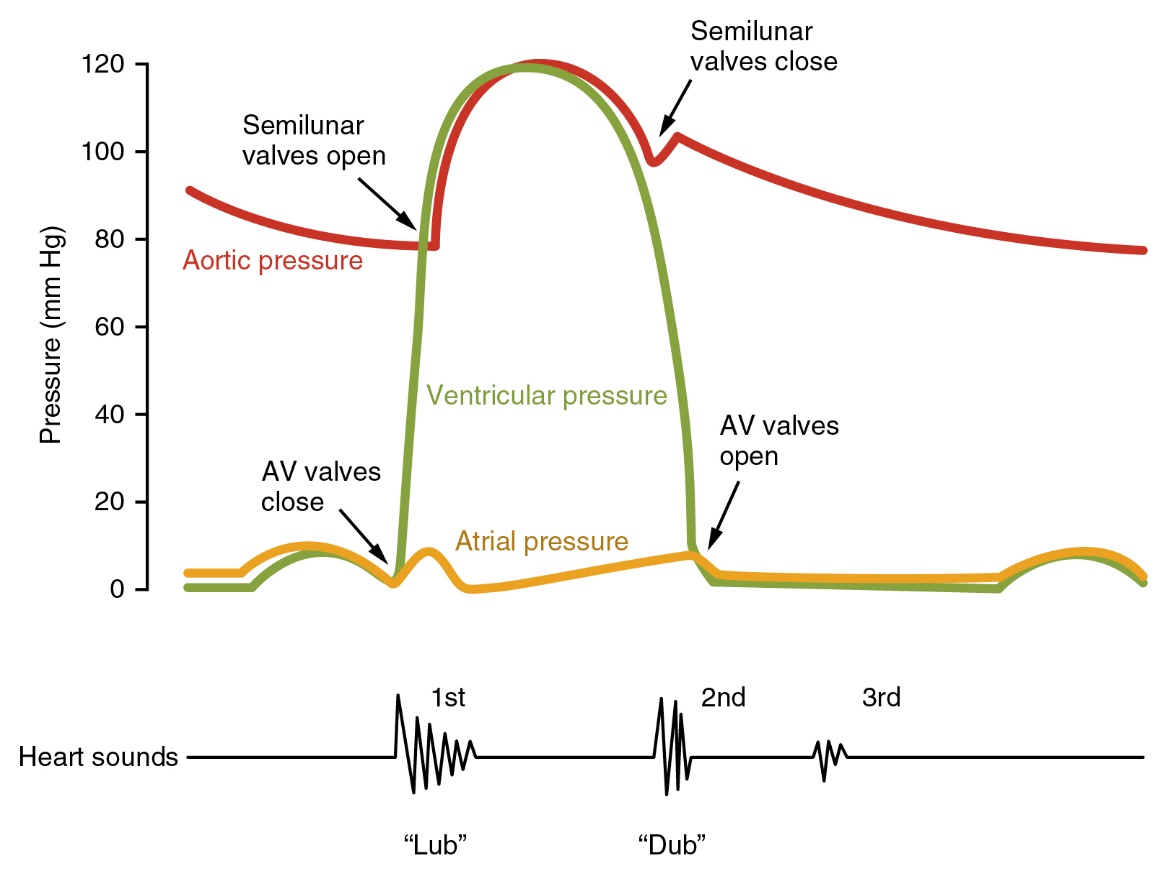 This image shows a graph of the blood pressure with the different stages labeled. Under the graph, a line shows the different sounds made by the beating heart.