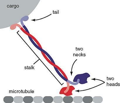 “Chapter 1 - Cytoskeleton” In “Fundamentals Of Cell Biology” On OpenALG