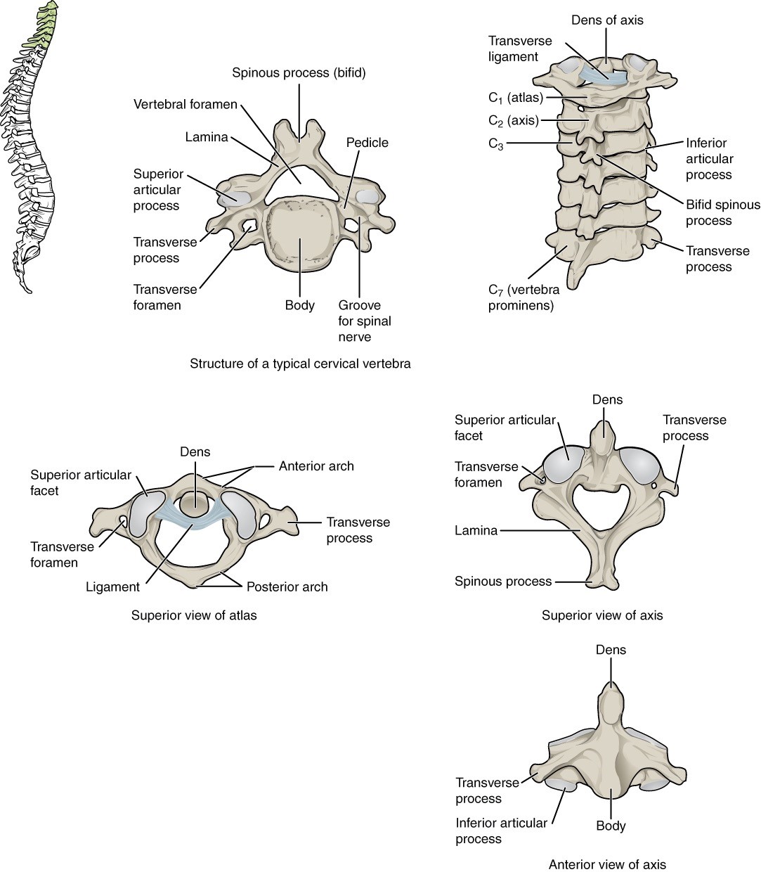 “Anatomy and Physiology Lab I” on OpenALG