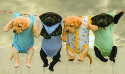 A photograph of four cute puppies hanging from baby outfits on a clothes line. They appear to be retriever puppies. Two of them may be golden retrievers, and two of them may be black Labrador retrievers.