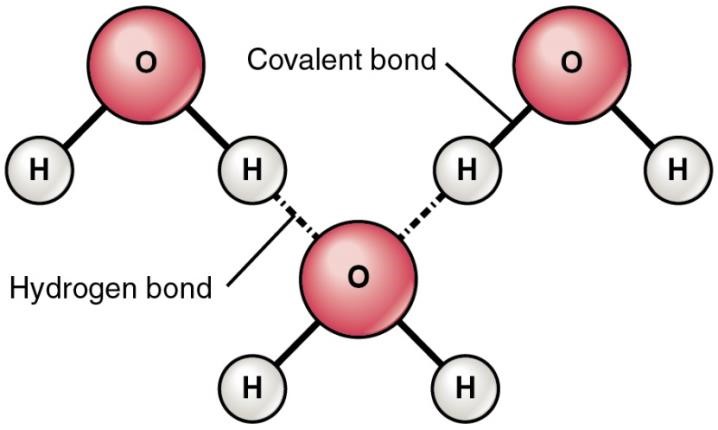 Model of three water molecules showing hydrogen bonds between an H of two and the O of the third 