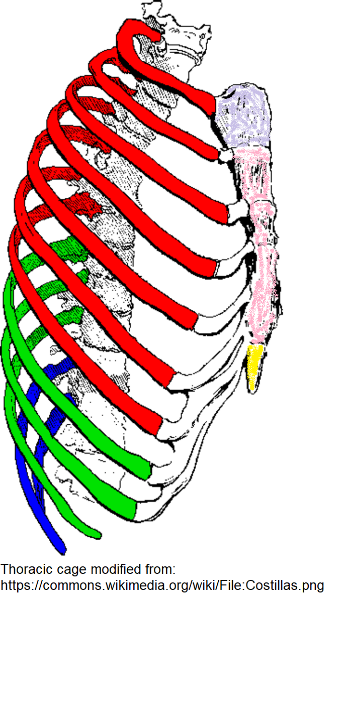 A diagram of a right lateral side view of a human rib cage with the three types of ribs indicated by red, green and blue. 