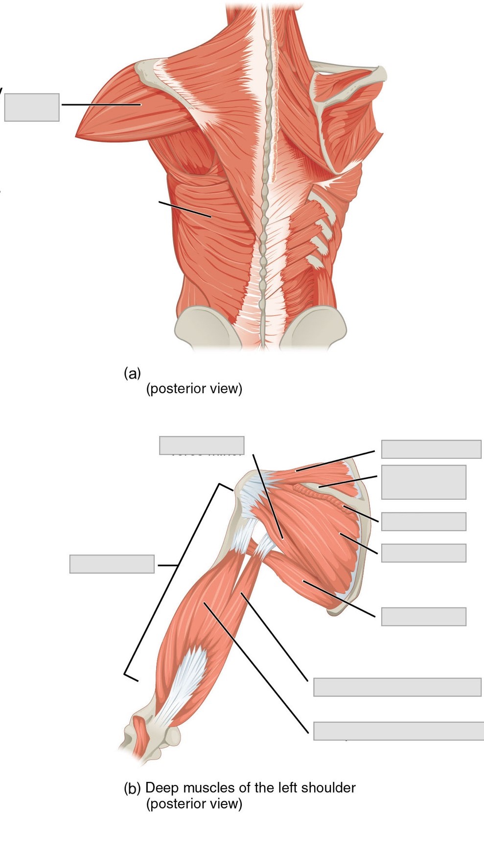 Labeled Simple Arm Muscle Diagram