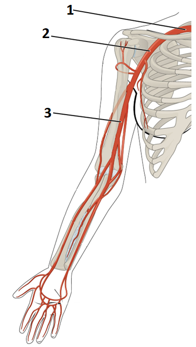 A diagram of a human right arm with three major arteries numbered 1-3.