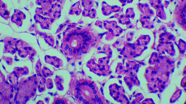 Histology image of stratified cuboidal cells.