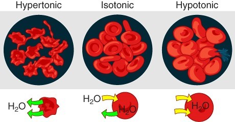 A diagram of blood cells placed in a hypertonic solution on the left, isotonic solution in the center of the image, and hypotonic solution on the right side of the image. Water is depicted as arrows either entering or leaving the blood cell depending on the tonicity of the solution.