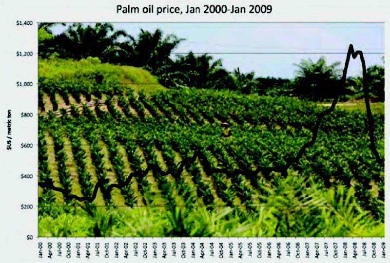 A close-up of a plantation Description automatically generated with low confidence