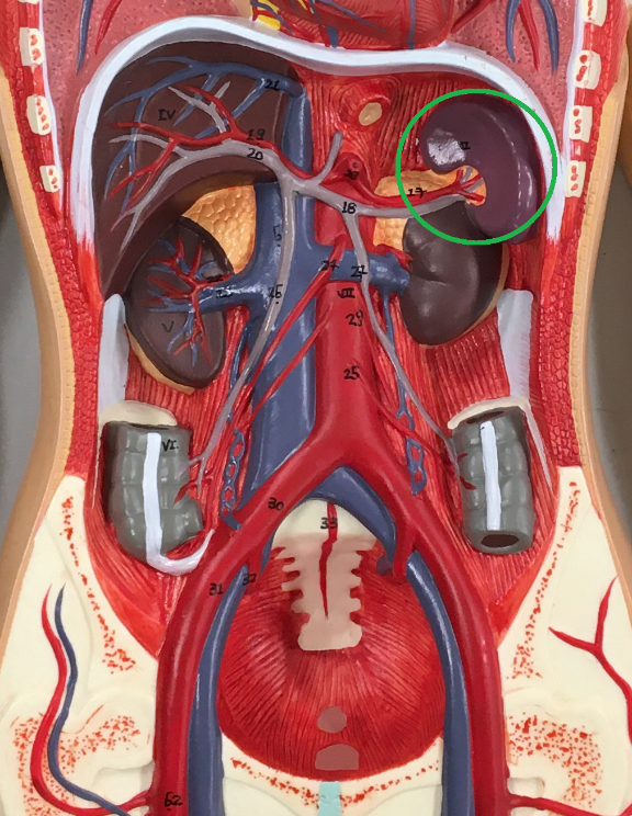 A model of a human abdominopelvic cavity with the stomach, small intestines, and the majority of the large intestines removed. A lymphatic organ in the left hypochondriac region is circled in green.