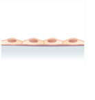 Drawing of simple squamous cells.