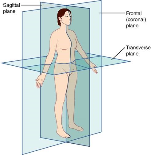 A diagram of a person's body in standard anatomical position with three sectional planes cutting the body: frontal plane, transverse plane, and sagittal plane.
