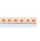 Drawing of simple cuboidal cells.