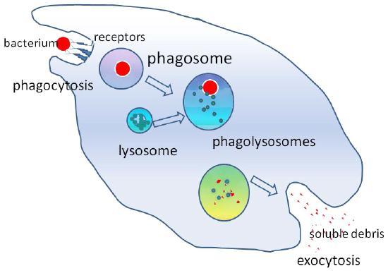 The bacterium is taken up by phagocytosis into a phagosome that merges with the lysosome to create a phagolysosome.