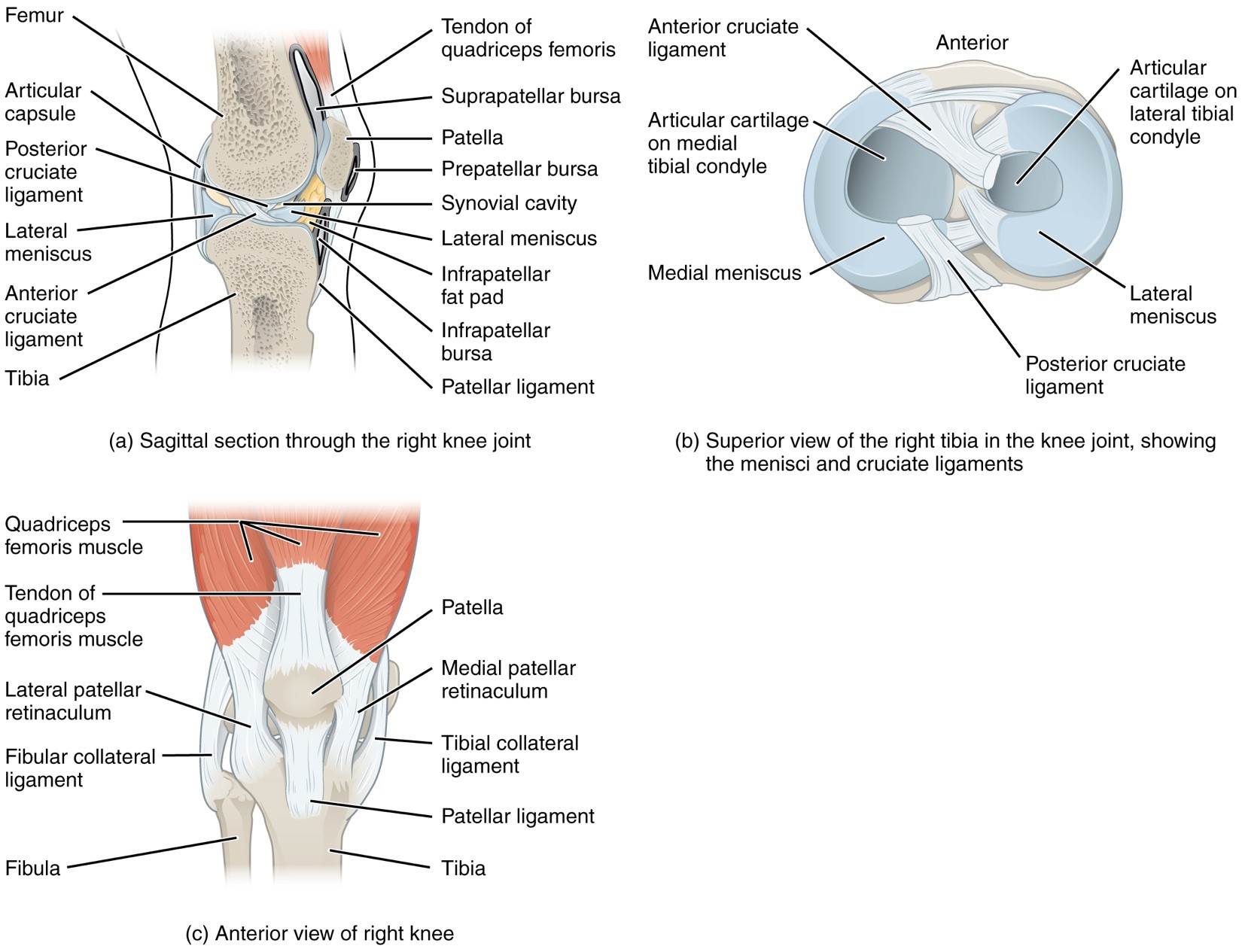 VIDEO INSIDE) Don't Forget About the Costoclavicular Ligament in