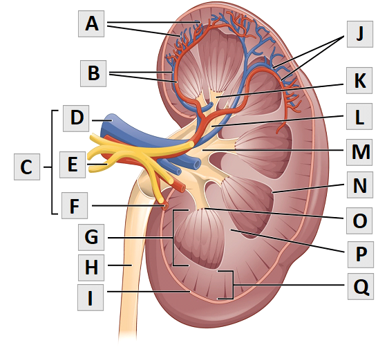 A diagram of a human kidney with letters A-Q indicating the major structures.