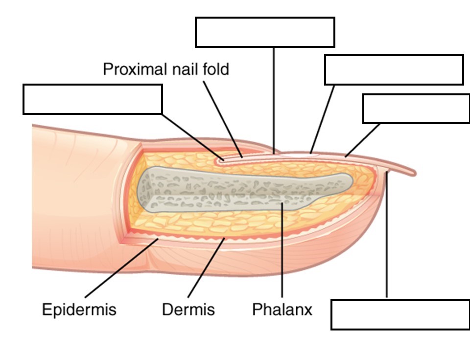 36 Correctly Label The Following Anatomical Structures Of The Female