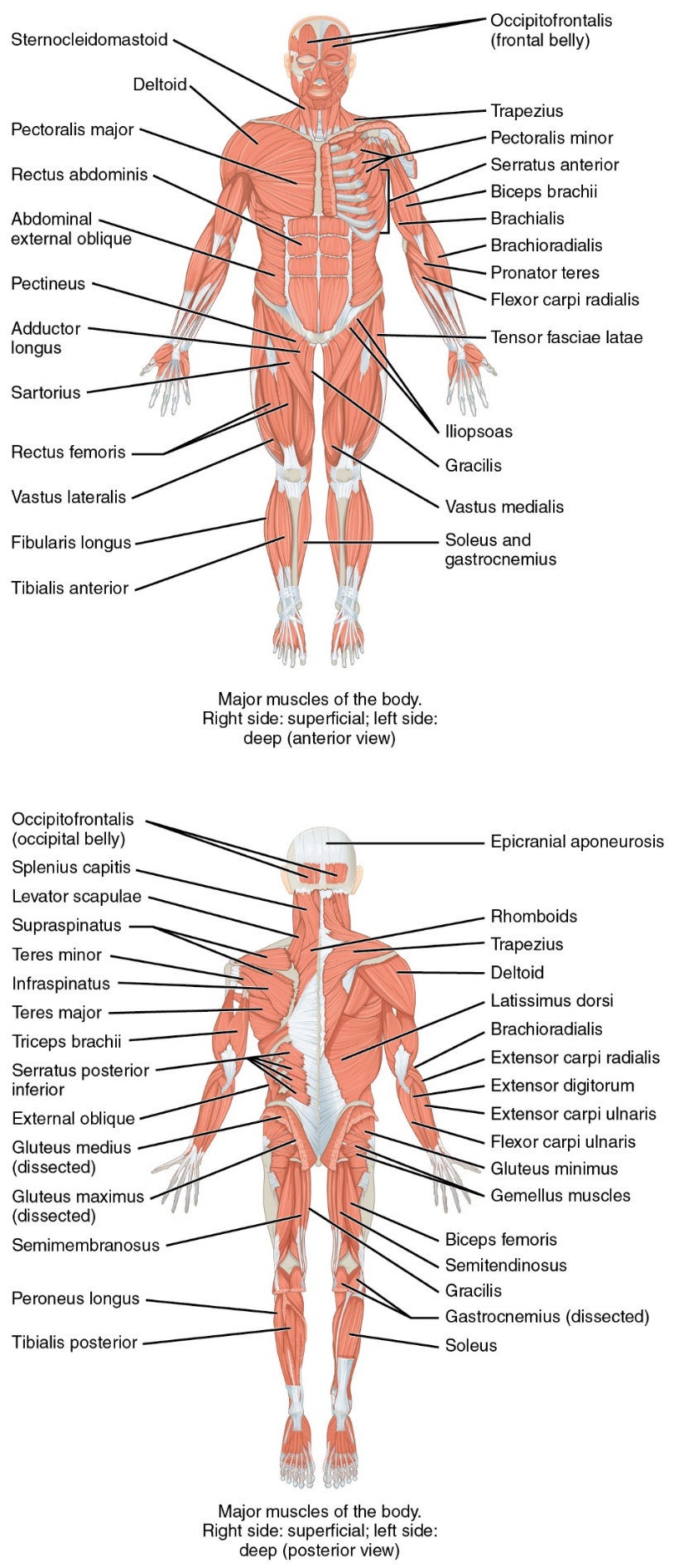 A diagram of the muscles of the human body, posterior view with superficial muscles labeled on the right and deeper muscles on the left side of the body.