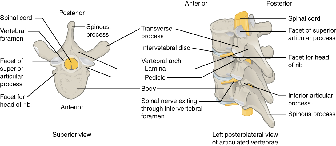 A diagram of thoracic vertebra, and then a view of an articulated section of the thoracic vertebral column with spinal cord.
