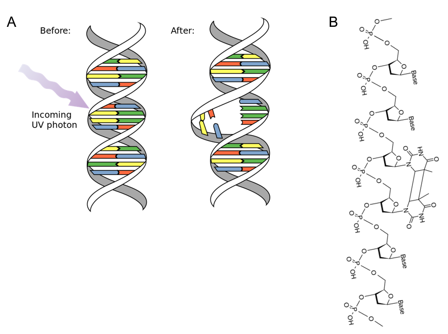 “Chapter 14 - DNA Replication” in “Fundamentals of Cell Biology” on OpenALG