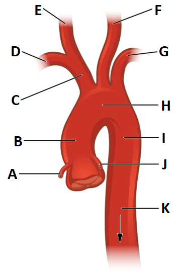 A diagram of the aorta with the major vessels connected to the aorta lettered A-K.