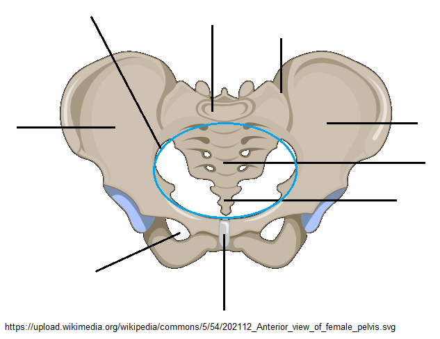 A diagram of an anterior view of the pelvis. A blue oval indicates the pelvic brim. Lines indicate the areas that need to be identified on the image from this labeling activity.