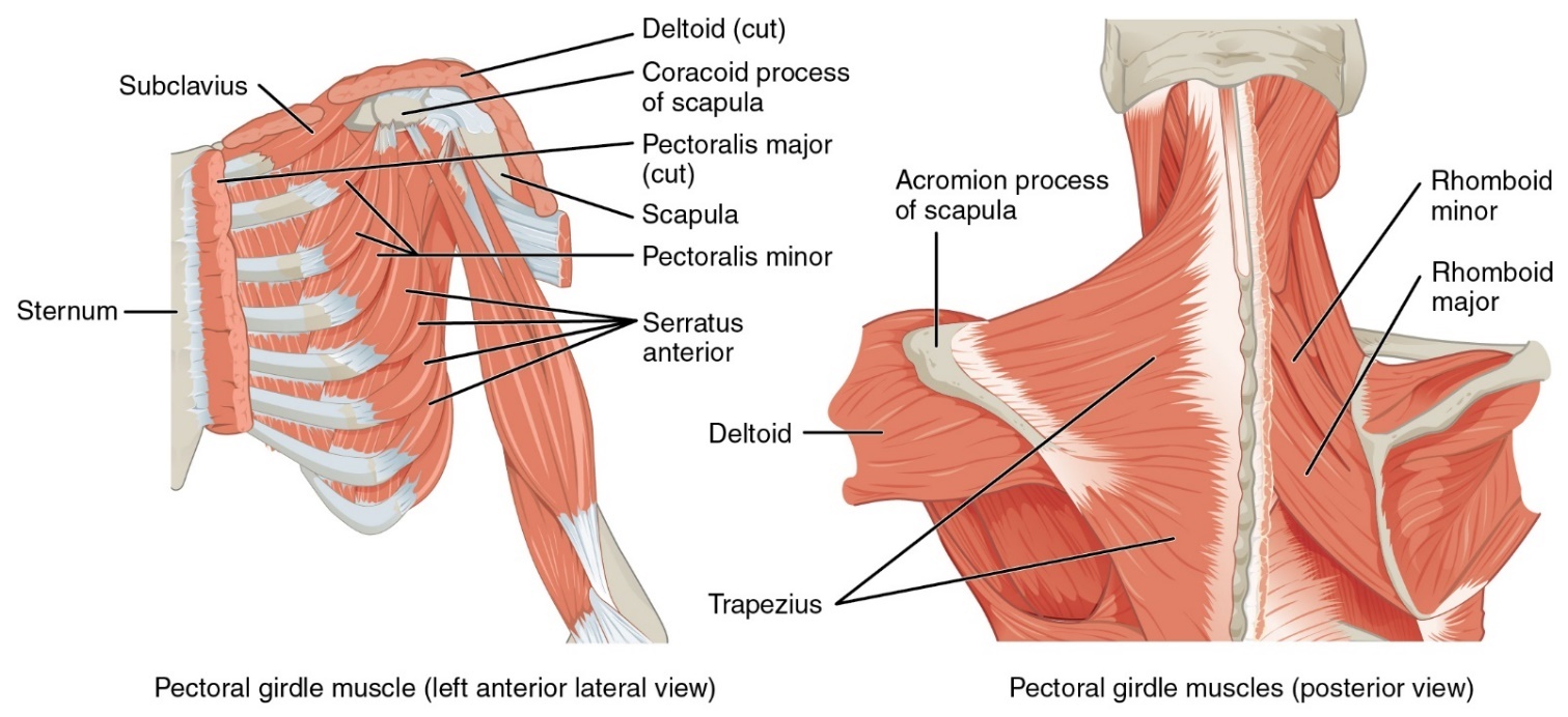 Two diagrams of the muscles of the pectoral girdle. The first image shows a left anterior lateral view with the pectoralis major dissected to reveal the deeper muscles. The second image shows the posterior view of the pectoral girdle. The right side of the shoulder has the trapezius and deltoid removed to view the deeper rhomboids. The left side of the shoulder is left in tact.

