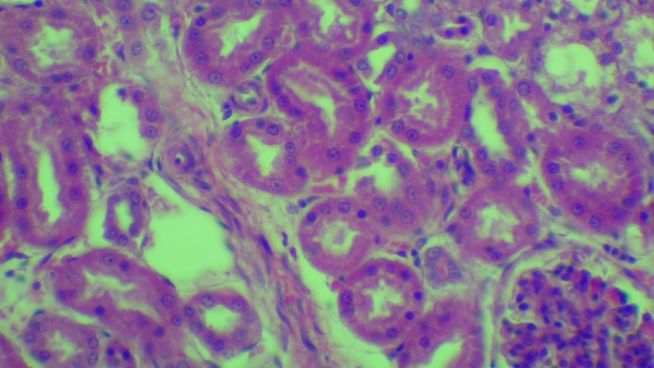 Histology image of simple cuboidal cells.