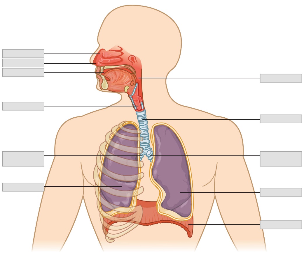 A diagram of the respiratory system with major structures indicated and left blank for labeling purposes.