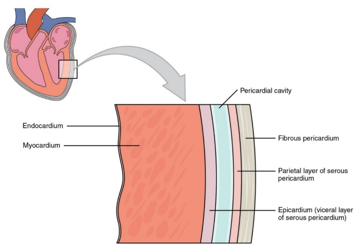 This image shows a magnified view of the structure of the heart wall with the major pericardial layers labeled.