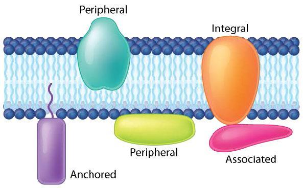 “Chapter 6 - Cell and Organelle Membrane Structure” in “Fundamentals of ...