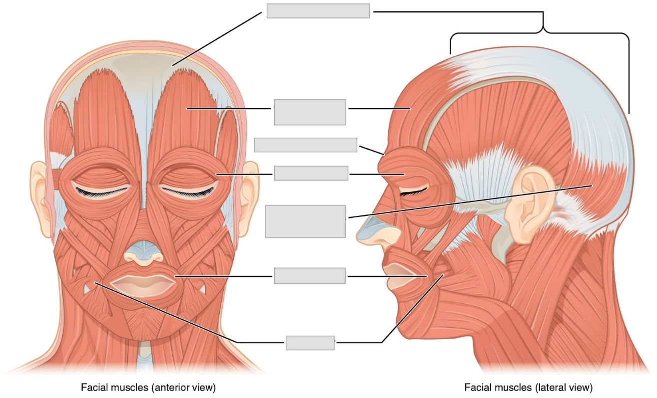 A diagram of the face and neck with areas indicated for muscles to be labeled.