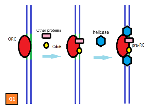 “Chapter 14 - DNA Replication” In “Fundamentals Of Cell Biology” On OpenALG