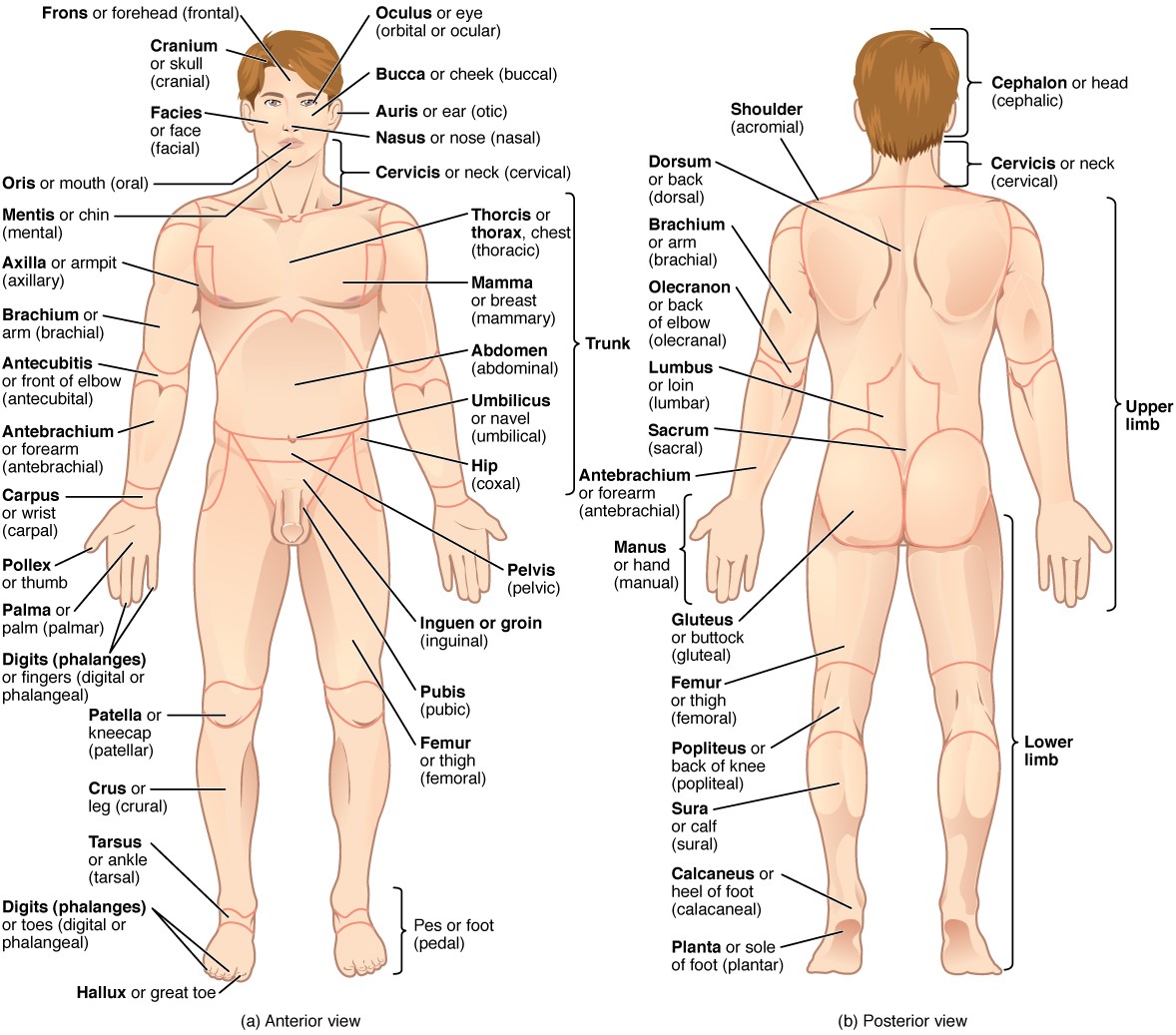 Anatomy And Physiology Lab I On Openalg