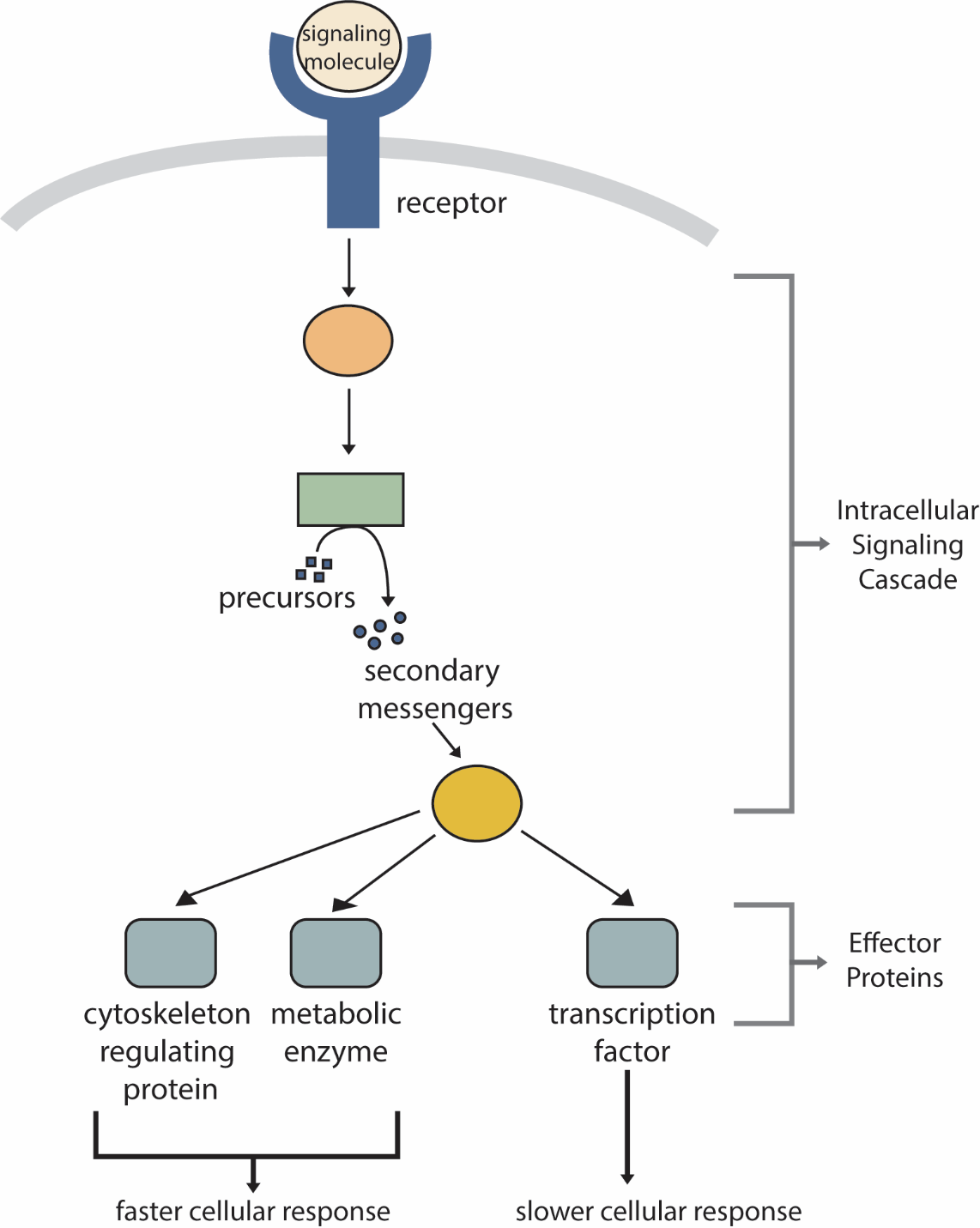 3 Stages Of Cell Signaling Gerardoilwiley 4325