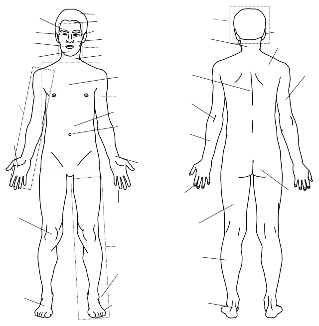 Drawing of a person in standard anatomical position showing both anterior and posterior views. Lines indicate the unlabeled anatomical regions.
