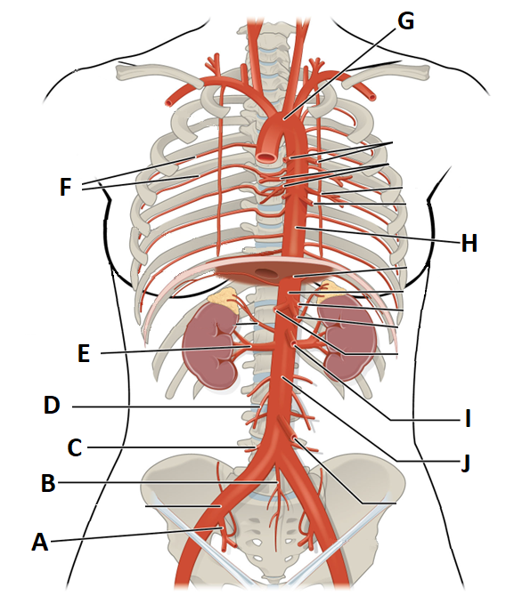 Diagram of the major arteries located in the thoracic and abdominopelvic cavity. All the major organs are missing except for the kidneys and the adrenal glands. The vessels are lettered A-J.