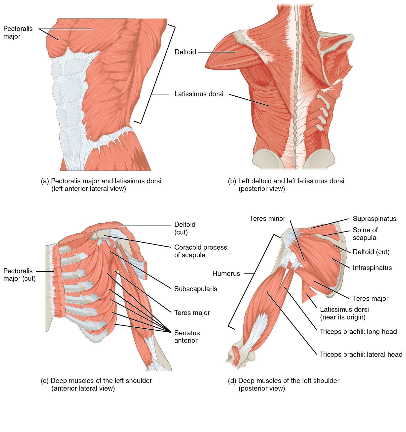 Four diagrams of the muscles of the shoulder, thoracic, and lumbar regions. Upper left image shows the pectoralis major and latissimus dorsi in a left anterior lateral view. The upper right image shows a posterior view of the left deltoid and left latissimus dorsi with right side of the body dissected to reveal the deeper muscles. The lower left image shows an anterior view of the left shoulder with the deltoid and pectoralis major dissected to reveal the deeper muscles. The lower right image displays the posterior view of a left shoulder with the deltoid and biceps brachii removed to display deeper muscles.