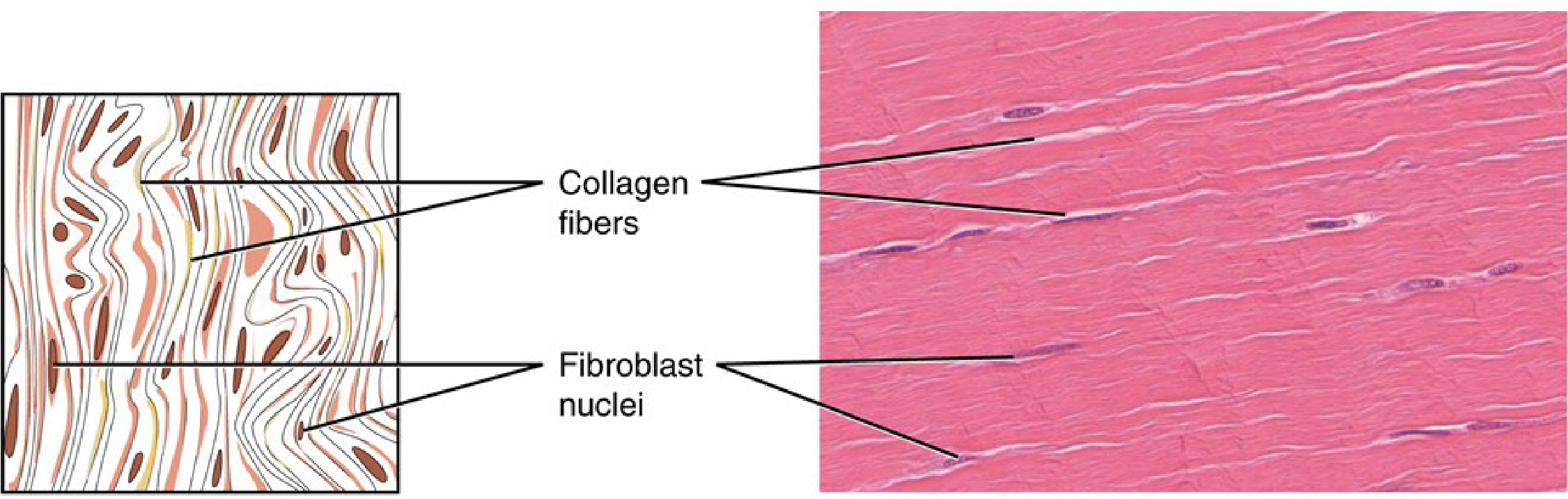 “anatomy And Physiology Lab I” On Openalg