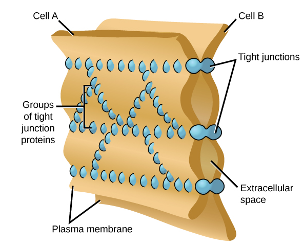 lipid raft images clipart