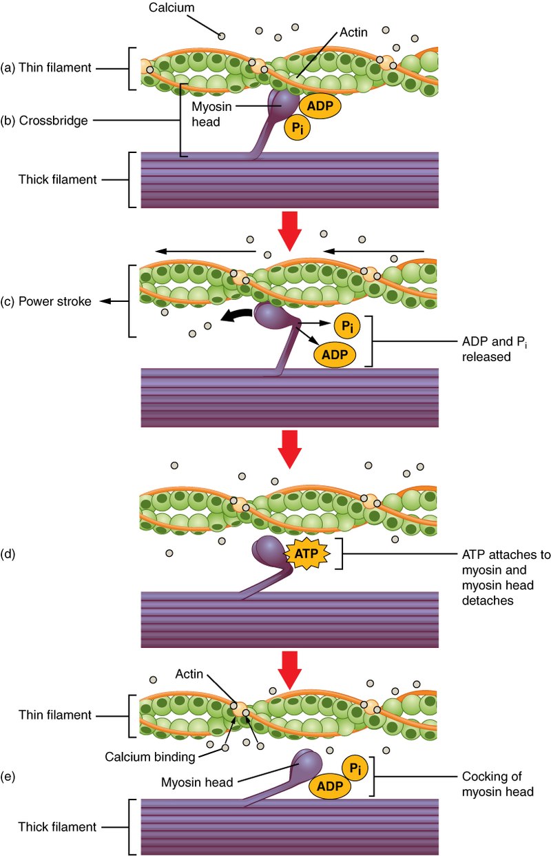 A diagram demonstrating how the sliding filament theory works. Thick filaments are shown with myosin heads grabbing onto actin thin filaments creating a cross bridge and power stroke of a muscle contraction.