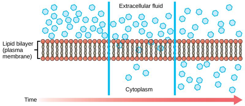 What Is The Diffusion