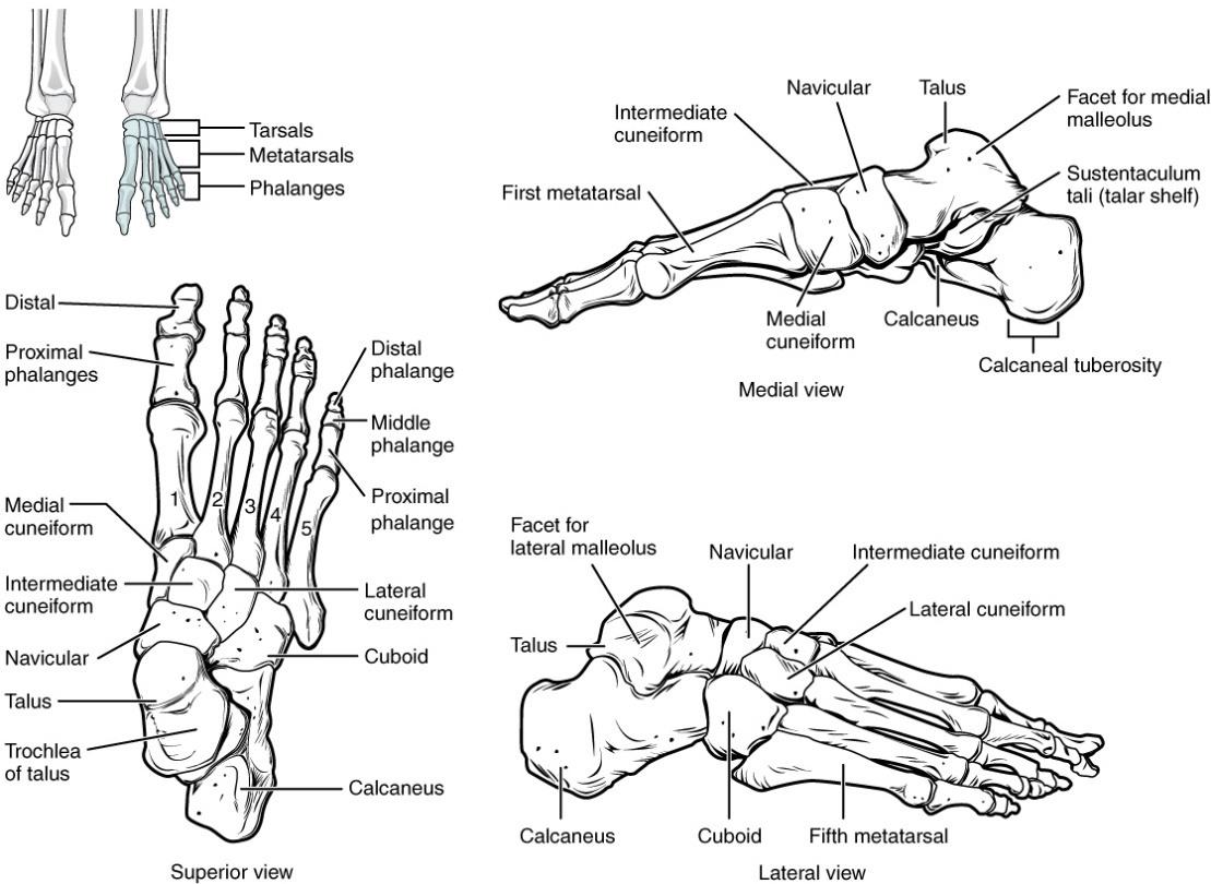 This figure shows the bones of the foot. The left panel shows the superior view, the top right panel shows the medial view, and the bottom right panel shows the lateral view. All the bones are labeled and major markings indicated.