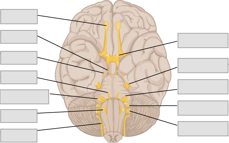 A diagram of the brain with the 12 cranial nerve pairs indicated and blank boxes left for labeling.