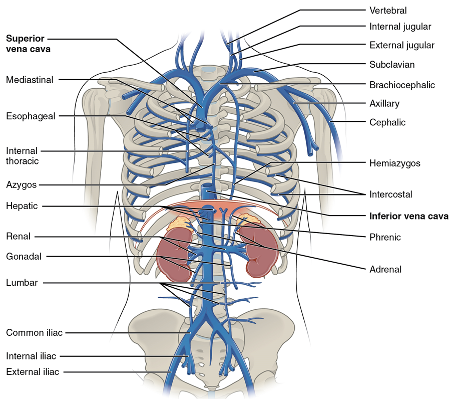 A diagram of the major veins in the thoracic and abdominopelvic cavity. Anterior view shown with the major organs removed except for the kidneys and adrenal glands.