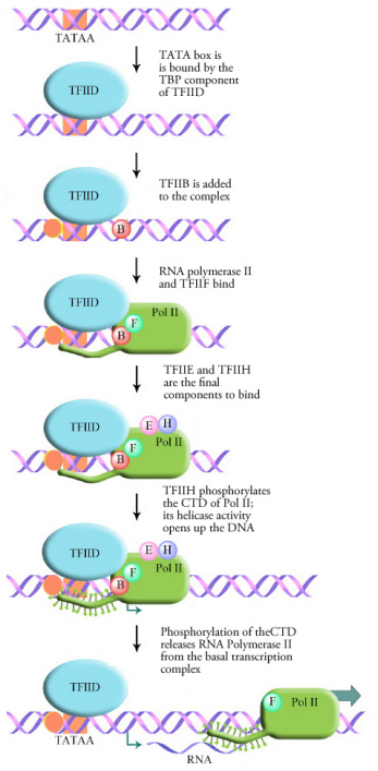 Chapter 3 Transcription And Mrna Modification” In Fundamentals Of Cell Biology” On Openalg