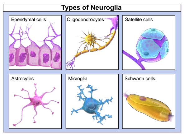 A diagram of different types of neuroglia cells in the nervous system are depicted. Upper left are ependymal cells, upper middle are oligodendrocytes, upper right are satellite cells, lower left is an astrocyte, lower middle is a microglia cell, and lower right is a Schwann cell. 