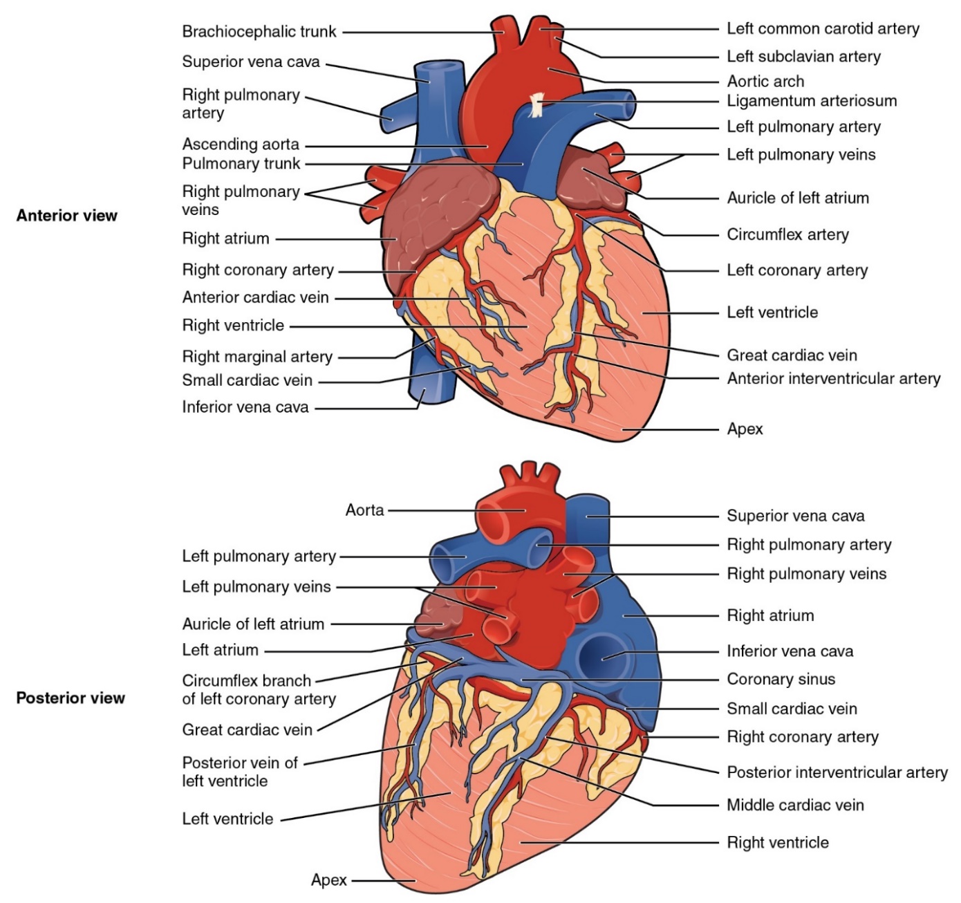 The top panel shows the anterior view of the heart and the bottom panel shows the posterior view of the human heart. In both panels, the main parts of the heart are labeled.