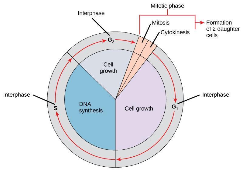 chapter-13-the-cell-cycle-and-its-regulation-in-fundamentals-of