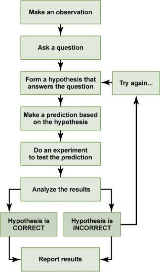 A flow chart with 8 steps. 1. Make an observation. 2. Ask a question. 3. Form a hypothesis that answers the question. 4. Make a prediction based on the hypothesis. 5. Do an experiment to test the prediction. 6. Analyze the results. 7. Hypothesis is correct or Hypothesis is incorrect. From step 7 if your hypothesis is incorrect go back to step 3. 8. Report results. 