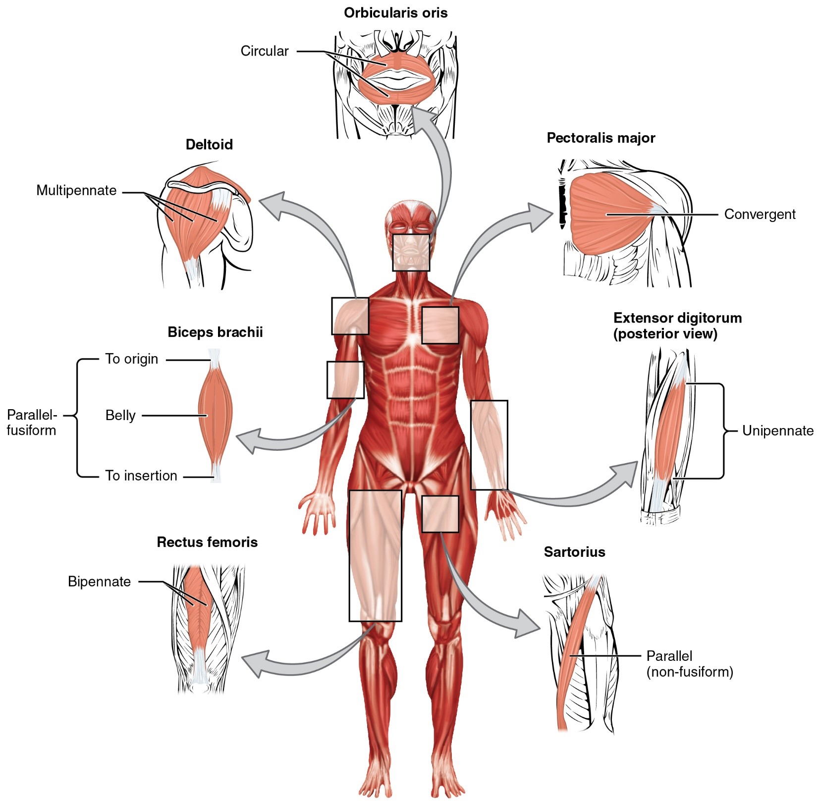 Anatomy And Physiology Lab I On Openalg