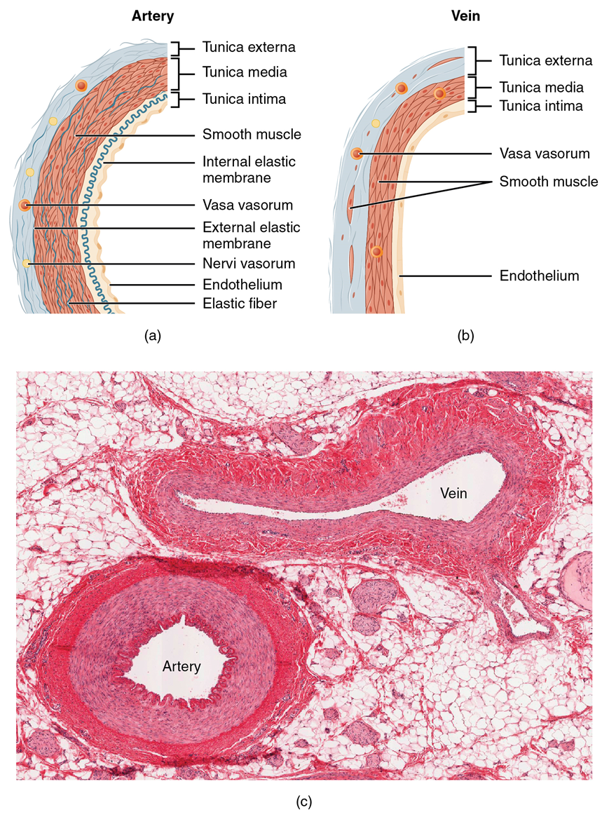 Histology image of an artery and a vein transverse sectional view, with both vessels labeled.
